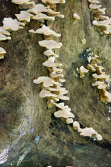 angebrannter Rauchporling, Pilz, Baumpilz, Totholz, Wald, braun, weiß, gelb