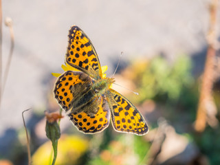 Kleiner Perlmuttfalter (Issoria lathonia)
