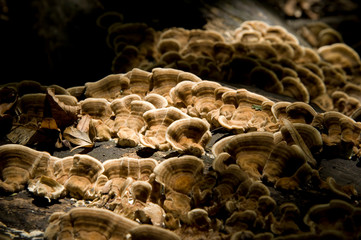 angebrannter Rauchporling, Baumpilz, Totholz, braun, weiß, Pilze