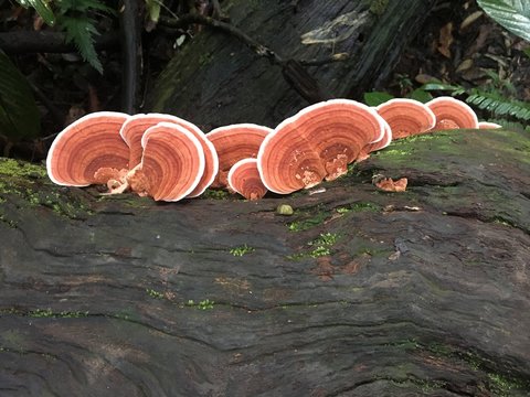 mushrooms on a tree Lingzhi mushrooms Ganoderma lucidum (Curtis) P. Karst growth up from death wood log in natural high humidity park Chinese traditional medical