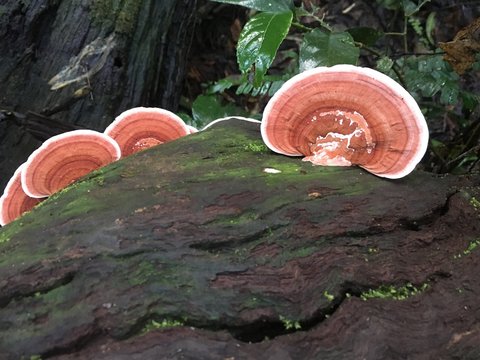 Lingzhi mushrooms Ganoderma lucidum (Curtis) P. Karst growth up from death wood log in natural high humidity park Chinese traditional medical