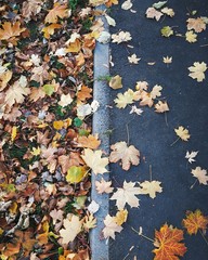 Fototapeta na wymiar Autumn carpet 