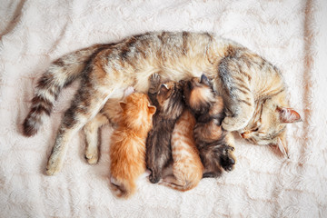 Grey mother cat nursing her babies kittens, close up