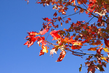 Red and yellow Acer rubrum leaves against blue sky