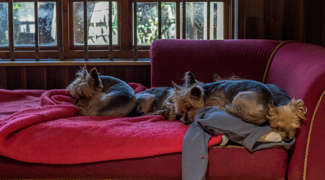 Pet dogs sleep on an old couch below a window image in landscape format