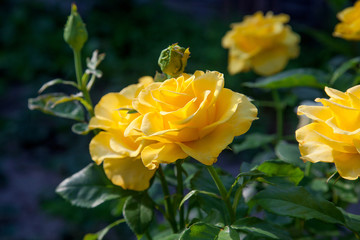 Beautiful yellow rose bush growing in the garden.