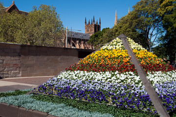 Sydney Australia, spring streetscape with colorful floral display of pansies with cathedral in background