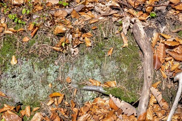 Autumn forest floor with beech and oak leaves, green moss, rocks and copy space
