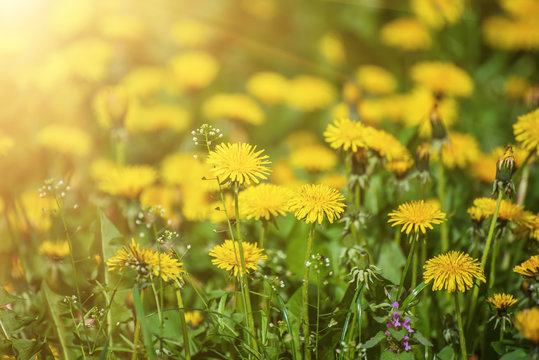 Dandelion yellow flower growing on the green meadow in spring time, natoral seasonal floral background with copy space