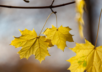 Glowing yellow autumn leaves on cloudy background.