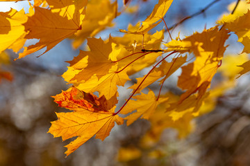 Glowing yellow autumn leaves on blue sky background