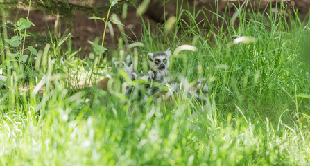 lemur face in grass