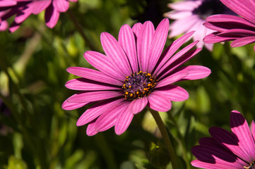 Sydney Australia, bright pink african daisy flower