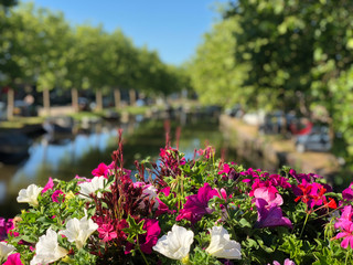 Flower at a bridge over the city canal in Bolsward