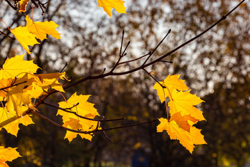 Glowing yellow autumn leaves on dark background