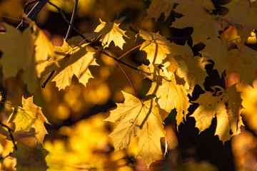 Glowing yellow autumn leaves on dark background