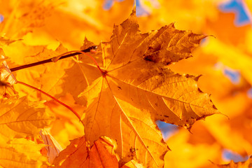 Naklejka na ściany i meble Glowing yellow autumn leaves.