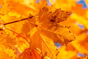 Glowing yellow autumn leaves.
