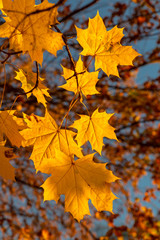 Naklejka na ściany i meble Glowing yellow autumn leaves on dark background