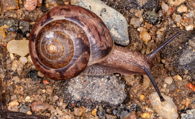 Garden snail, macro