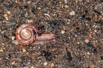 Garden snail, macro