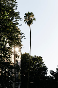 Palm tree in a cityscape of Napels, Italy.