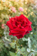 Red rose in sunlight