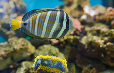 Fototapeta na wymiar Sailfin tang (Zebrasoma veliferum) fish
