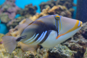 Fototapeta na wymiar Lagoon triggerfish Coral reef