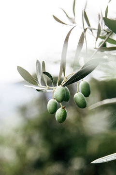 Olives hanging from the tree in an orchard in Southern Italy.