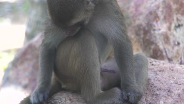 Close up monkey with excited penis on stone in jungle. Monkey in rainforest and penis out. Wild animal in nature reserve.