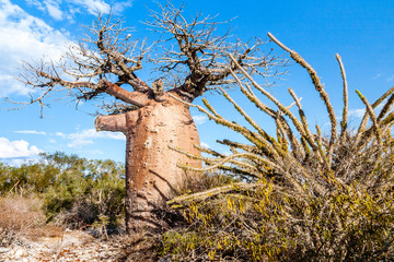 Baobab tree and savannah