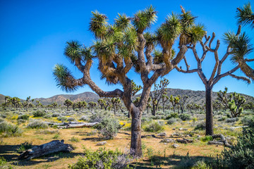Obraz premium Joshua Trees in Joshua Tree National Park, California