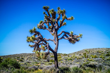 Joshua Trees in Joshua Tree National Park, California