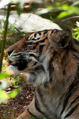 Sydney Australia, profile of a sumatran tiger relaxing in forest