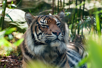 Sydney Australia, Sumatran tiger relaxing in a forest clearing