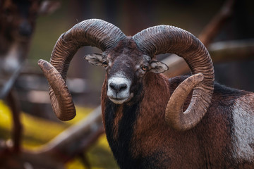 Portrait of a male mouflon