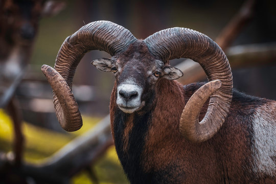 Portrait of a male mouflon