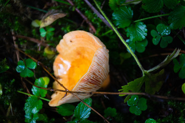 Seta silvestre. Pirineos  