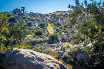 Fototapeta na wymiar A yellowish Tamarack Larch Tree in Joshua Tree National Park, California