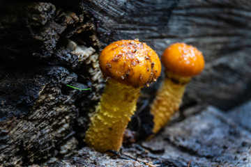 Seta silvestre. Pirineos  