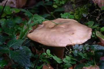 Seta silvestre. Pirineos  