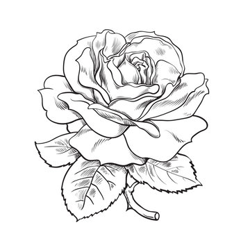 Black and white rose flower with leaves and stem. Vector illustration of open rose bud. Hand drawn sketch.