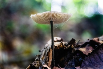 Seta silvestre. Pirineos  