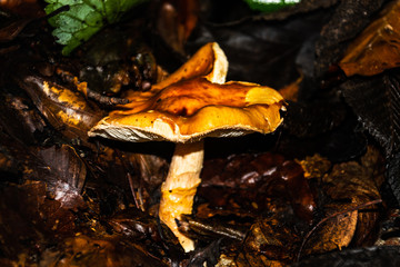 Seta silvestre. Pirineos  