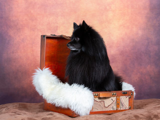 Black mittelspitz dog portrait. The dog is in a wooden suitcase.