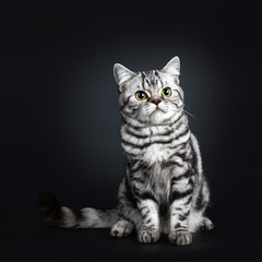 Fototapeta na wymiar Excellent marked black silver tabby blotched British Shorthair young adult cat, sitting front view with tail beside body and looking beside camera, isolated on black background