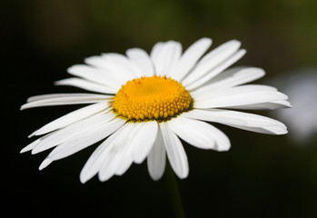 Fototapeta premium daisy close-up