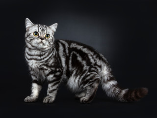 Excellent marked black silver tabby blotched British Shorthair young adult cat, standing side ways with tail down looking beside camera, isolated on black background