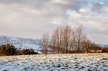 Trees near Rosedale Abbey in winter - 229150889